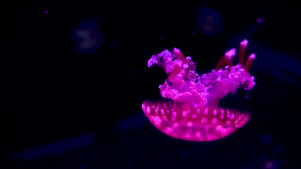 Eine Gruppe Fluoreszierender Quallen Schwimmt Einem Aquarienpool Transparente Quallen Unterwasseraufnahmen — Stockvideo