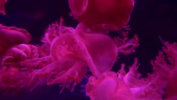 Grupa Fluorescencyjnych Meduz Pływających Akwarium Przezroczyste Meduzy Podwodne Strzały Świecącą — Wideo stockowe