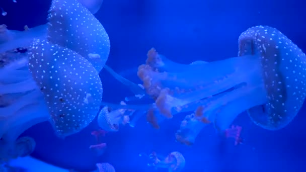 Grupo Medusas Fluorescentes Nadando Uma Piscina Aquário Medusas Transparentes Debaixo — Vídeo de Stock