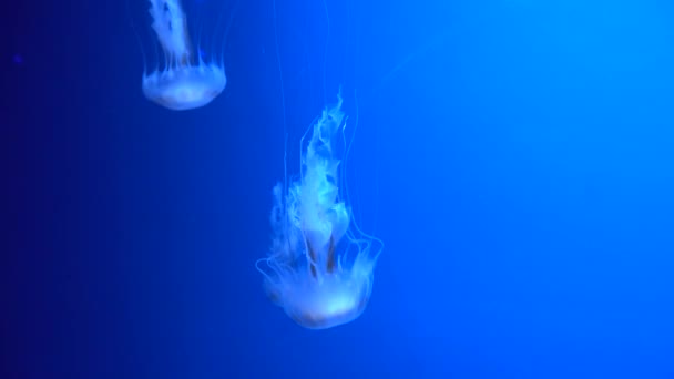 Grupo Medusas Fluorescentes Nadando Una Piscina Acuario Medusas Transparentes Bajo — Vídeos de Stock