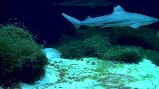 Tubarão Grande Nada Espectador Passado — Vídeo de Stock