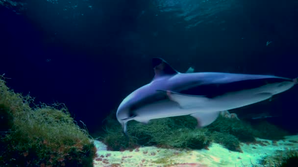 Gran Tiburón Nada Más Allá Del Espectador — Vídeos de Stock