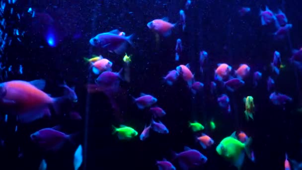 Színes Aquarium Szép Halak Úszni Óceán Korallok Egzotikus Halak Akváriumban — Stock videók