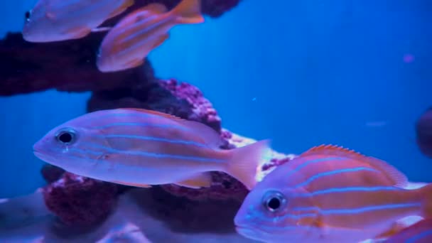 五颜六色的水族馆 美丽的鱼在海洋珊瑚中游动 水族馆里的异国情调的鱼 — 图库视频影像
