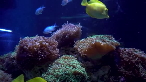 五颜六色的水族馆 美丽的鱼在海洋珊瑚中游动 水族馆里的异国情调的鱼 — 图库视频影像