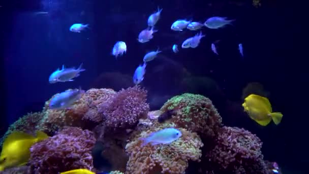 カラフルな水族館 海のサンゴで泳ぐ美しい魚 水槽の中のエキゾチックな魚 — ストック動画