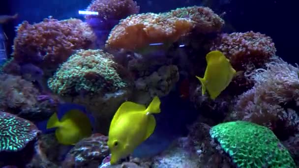 Acuario Colorido Hermosos Peces Nadando Corales Oceánicos Peces Exóticos Acuario — Vídeos de Stock