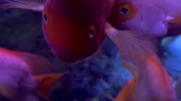 五颜六色的水族馆 美丽的鱼在海洋珊瑚中游动 水族馆里的异国情调的鱼 — 图库视频影像
