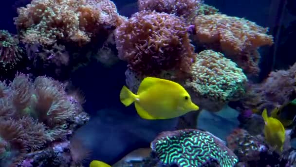 Acuario Colorido Hermosos Peces Nadando Corales Oceánicos Peces Exóticos Acuario — Vídeos de Stock