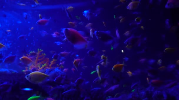 Acuario Colorido Hermosos Peces Nadando Corales Oceánicos Peces Exóticos Acuario — Vídeos de Stock