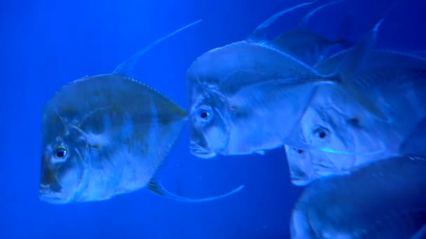 五颜六色的水族馆 美丽的鱼在海洋珊瑚中游动 水族馆里的异国情调的鱼 — 图库视频影像