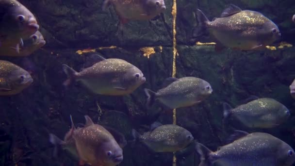 Peixes Piranha Predatória Amazônica Entre Algas — Vídeo de Stock