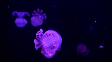 Güzel denizanası su neon ışıklar boyunca hareket