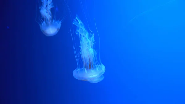 Belles Méduses Déplaçant Travers Les Lumières Néon Eau — Photo