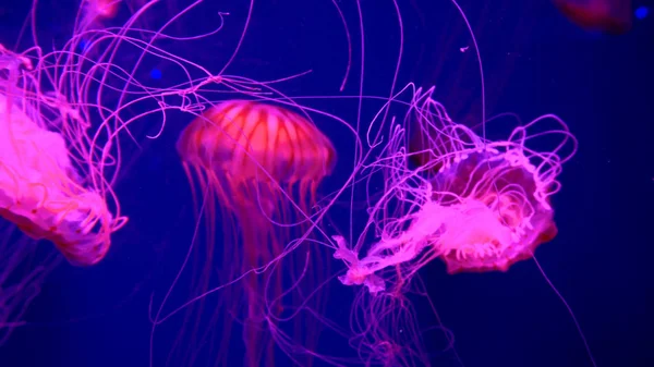 Lindas Medusas Movendo Através Das Luzes Néon Água — Fotografia de Stock