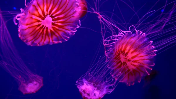 Hermosas Medusas Moviéndose Través Las Luces Neón Agua — Foto de Stock