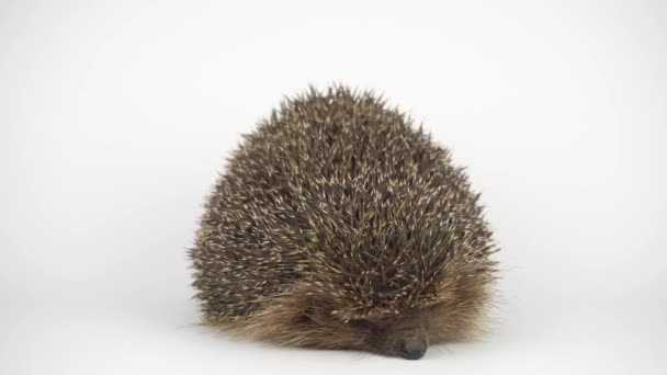 Hedgehog White Background — Stock Video