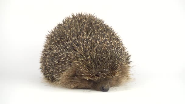 Hedgehog White Background — Stock Video