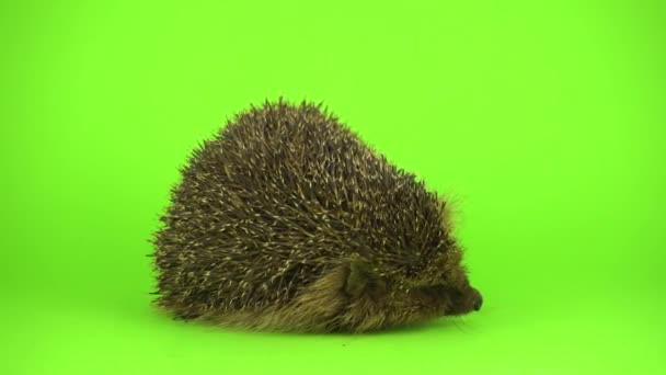 Igel Auf Dem Grünen Schirm — Stockvideo