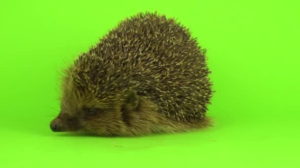 Igel Auf Dem Grünen Schirm — Stockvideo