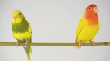 Beyaz bir arka plan üzerinde iki sarı papağan
