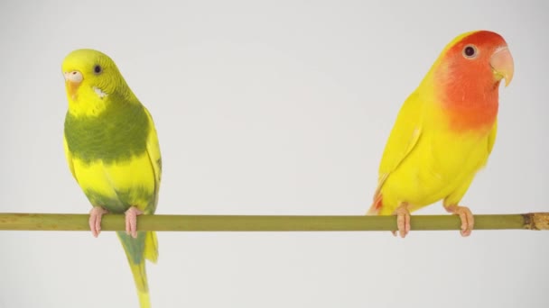 Dva Žluté Papoušky Bílém Pozadí — Stock video
