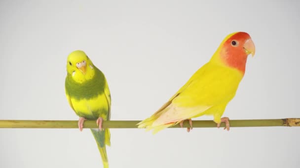 Zwei Gelbe Papageien Auf Weißem Hintergrund — Stockvideo