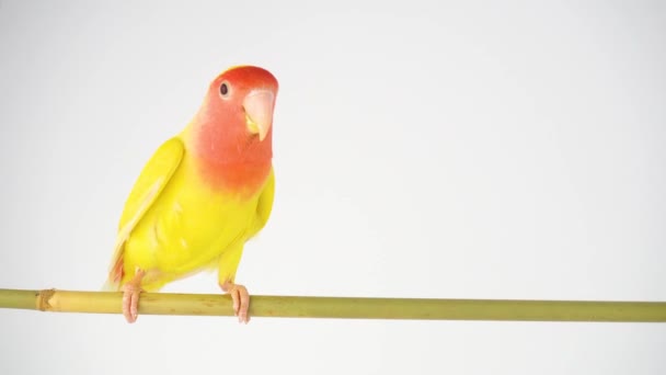 Lovebird Papoušek Růžové Líce Bílém Pozadí — Stock video