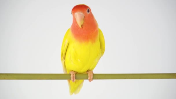 Лавберрі Папуга Рожевий Щоки Білому Тлі — стокове відео