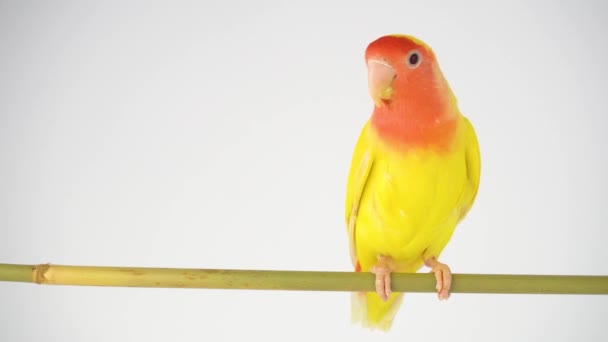 Lovebird Papagei Rosig Auf Weißem Hintergrund — Stockvideo