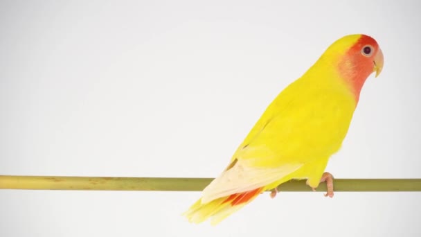 Lovebird Papoušek Růžové Líce Bílém Pozadí — Stock video