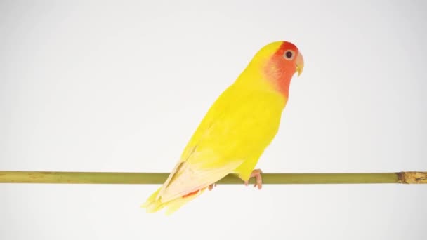 Lovebird Papagei Rosig Auf Weißem Hintergrund — Stockvideo