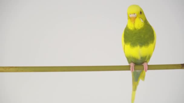 Papagaio Verde Budgie Isolado Tela Branca — Vídeo de Stock