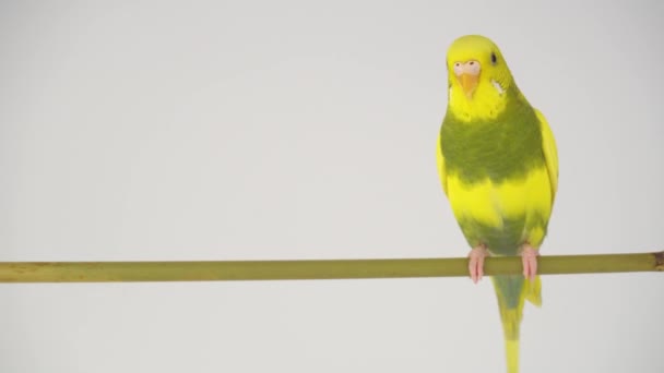 Papagaio Verde Budgie Isolado Tela Branca — Vídeo de Stock