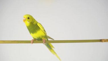 Muhabbet kuşu, beyaz bir arka planda pembe yanaklı.