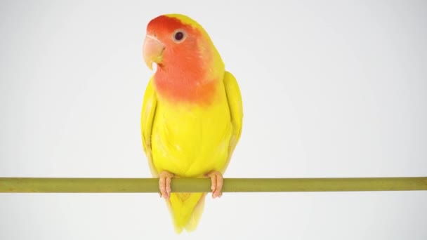 Lovebird Papegoja Rosig Kind Vit Bakgrund — Stockvideo