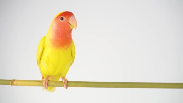 Lovebird Papegoja Rosig Kind Vit Bakgrund — Stockvideo