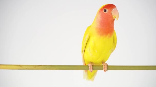 Lovebird Papegoja Rosig Kind Vit Bakgrund — Stockvideo