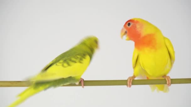 Два Желтых Попугая Белом Фоне — стоковое видео