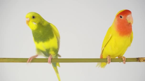 Två Gula Papegojor Vit Bakgrund — Stockvideo