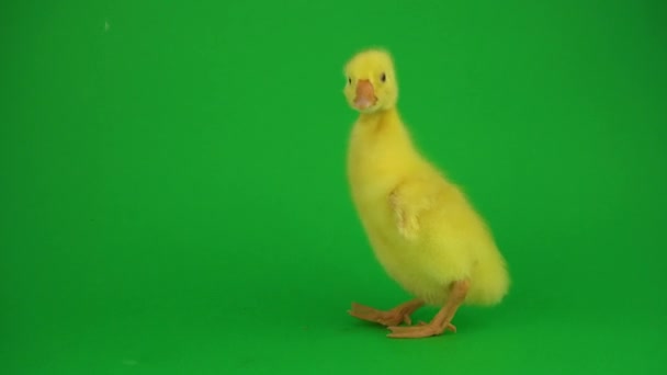 Yeşil Ekranda Küçük Ördekler — Stok video