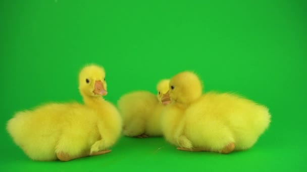 Pequeños Patos Pantalla Verde — Vídeo de stock