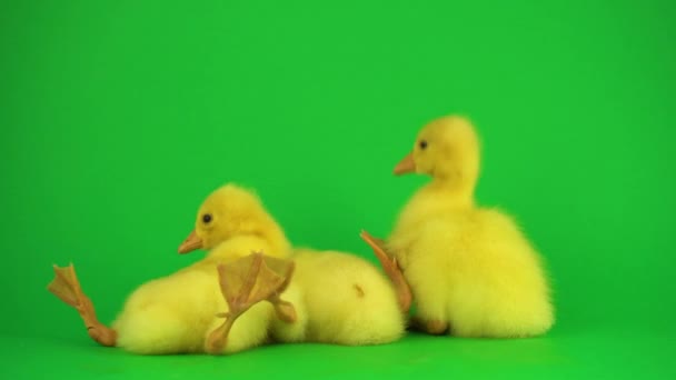 Pequeños Patos Pantalla Verde — Vídeo de stock