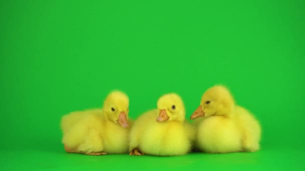 Pequeños Patos Pantalla Verde — Vídeos de Stock