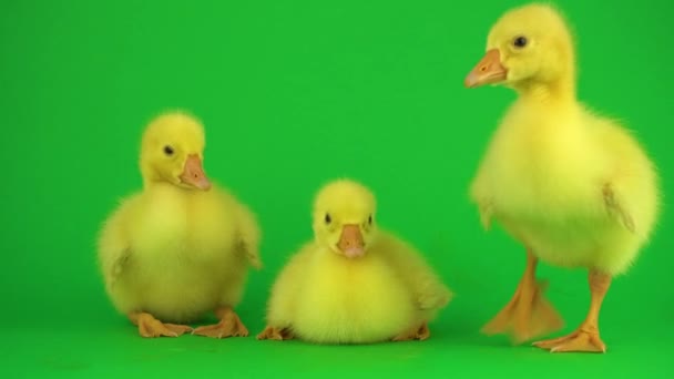 Kis Kacsák Zöld Képernyőn — Stock videók