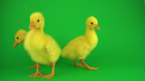 Kleine Enten Auf Grünem Bildschirm — Stockvideo
