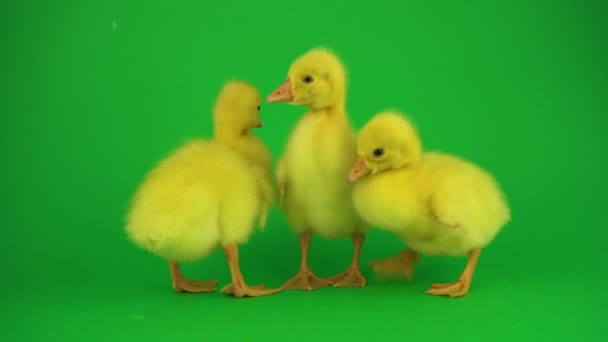 Little Ducks Green Screen — Stock Video