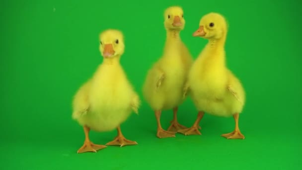 Kis Kacsák Zöld Képernyőn — Stock videók