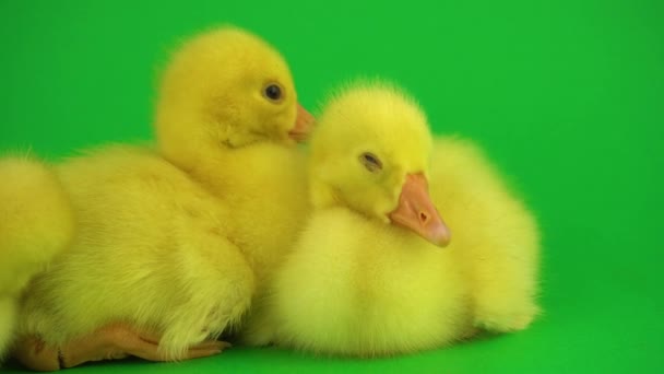 Kleine Enten Auf Grünem Bildschirm — Stockvideo