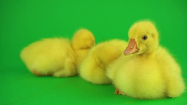 Pequeños Patos Pantalla Verde — Vídeo de stock